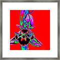 Red Bee Orchid Framed Print