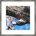 Red-bellied  Woodpecker House Building Framed Print