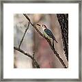 Red-bellied Woodpecker Framed Print