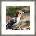 Red-bellied Woodpecker Framed Print