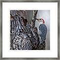 Red Bellied Woody Framed Print