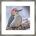 Red-bellied Woodpecker Framed Print