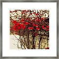 Red Berries In Winter Framed Print