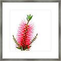 Red Bottle Brush Against An Overcast Sky Framed Print