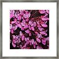 Red Bud 2011-4 Framed Print