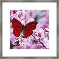 Red Butterfly On Plum  Blossom Branch Framed Print