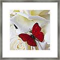 Red Butterfly On White Roses Framed Print