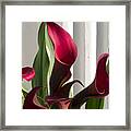 Red Cala Lilies Framed Print