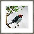 Red Capped Cardinal 2 Framed Print