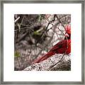 Red Cardinal Daddy On Duty Framed Print