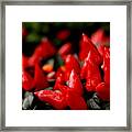 Red Chillies Framed Print