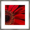 Red Chrysanthemum Flower Bloom In Oil Painting Fusion Framed Print