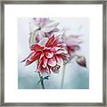 Red Columbines Framed Print