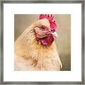 Red Comb Framed Print