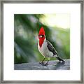 Red Crested Cardinal Bird Standing On A Railing Framed Print