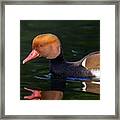 Red-crested Pochard, Netta Rufina, Duck Framed Print