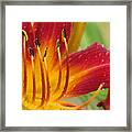Red Daylily With Morning Dew Framed Print