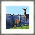 Red Deer Hinds On A Hilltop - Scotland Framed Print