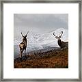 Red Deer Stags Framed Print