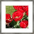 Red Delicious Tulips Framed Print