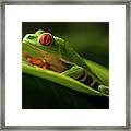 Red- Eyed Tree Frog Costa Rica 7 Framed Print
