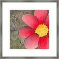 Red Flower Framed Print