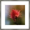 Red Flower Framed Print