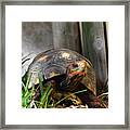 Red Footed Tortoise Framed Print