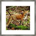 Red Fox #1 Framed Print