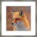 Red Fox 4 Framed Print