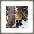 Red Fox 9466 Framed Print