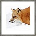Red Fox Close Up Framed Print