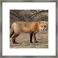 Red Fox Framed Print