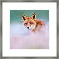 Red Fox In A Mysterious World Framed Print