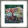 Red Fox Reflecting Framed Print