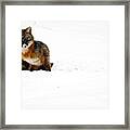 Red Fox In The Snow Framed Print