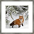 Red Fox In Winter Framed Print