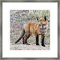 Red Fox Kit Framed Print
