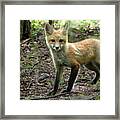 Red Fox Kit In The Woods Framed Print