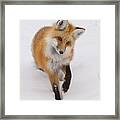 Red Fox Portrait Framed Print