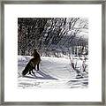 Red Fox Framed Print