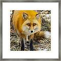 Red Fox Nature Wear Framed Print