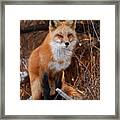 Red Fox Pausing Atop Log Framed Print