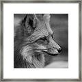 Red Fox Portrait In Black And White Framed Print