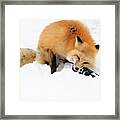 Red Fox To Base Framed Print