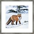 Red Fox Vulpes Vulpes Portrait Framed Print