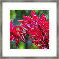 Red Ginger Flower Framed Print