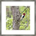 Red-headed Woodpecker 2017-2 Framed Print