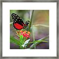 Red Heliconius Hecale Butterfly Framed Print