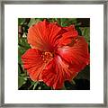 Red Hibiscus 1 Framed Print